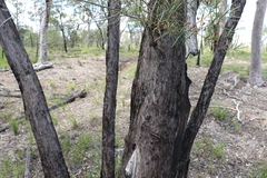 Lysicarpus angustifolius