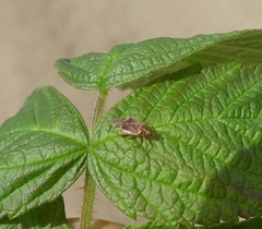 Lygidea