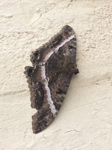 Ascalapha odorata