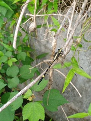 Macrogomphus parallelogramma