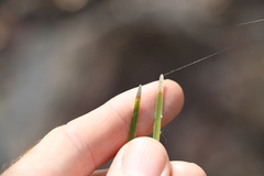Lomandra ramosissima