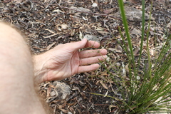 Lomandra ramosissima