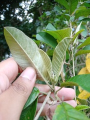 Magnoliopsida