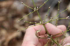 Lomandra ramosissima