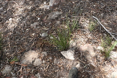 Lomandra ramosissima