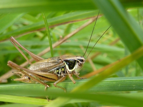 Roesel's Bush-cricket