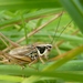 Roesel's Meadow Bush-Cricket - Photo (c) Sarah, some rights reserved (CC BY-SA), uploaded by Sarah
