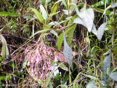 Aristeguietia glutinosa