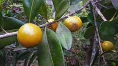 Pouteria dominigensis