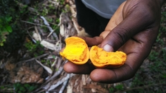 Pouteria dominigensis