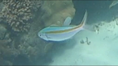 Caesio caerulaurea