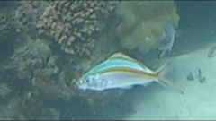 Caesio caerulaurea