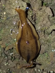Pseudogeoplana