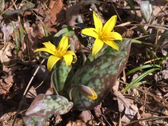 Erythronium rostratum