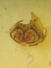 Parasteatoda cingulata