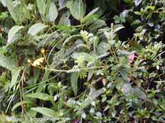 Tagetes zypaquirensis