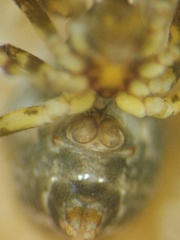 Parasteatoda cingulata