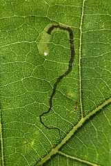 Stigmella saginella