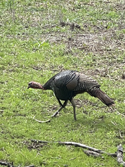 Meleagris gallopavo osceola