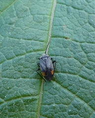 Polymerus venaticus