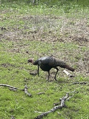 Meleagris gallopavo osceola