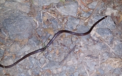 Enulius flavitorques