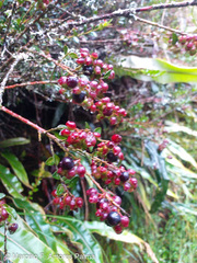 Vaccinium floribundum