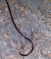 Enulius flavitorques