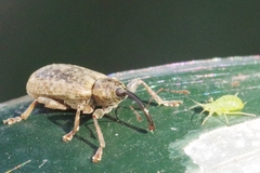 Dorytomus longimanus