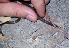 Enulius flavitorques