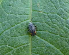Polymerus venaticus