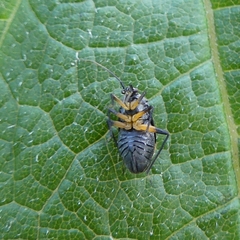 Polymerus venaticus