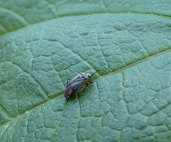 Polymerus venaticus