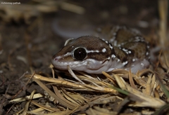 Hemidactylus sahgali