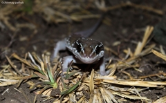 Hemidactylus sahgali