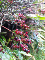 Vaccinium floribundum