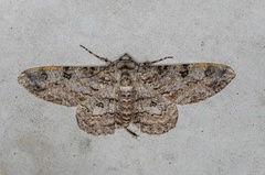Ascotis