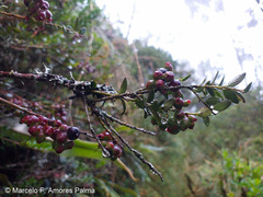 Vaccinium floribundum