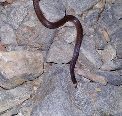 Enulius flavitorques