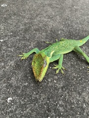 Anolis equestris