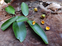 Xanthophyllum octandrum