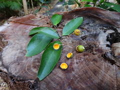 Xanthophyllum octandrum