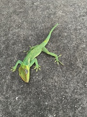 Anolis equestris