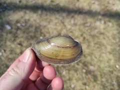 Unio tumidus