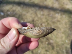Unio tumidus