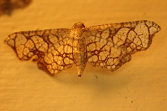Hypolamprus hypostilpna
