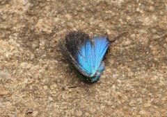 Arcas imperialis