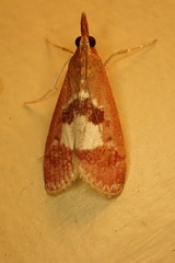 Syntonarcha vulnerata