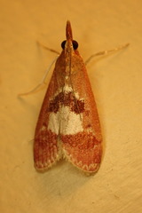 Syntonarcha vulnerata