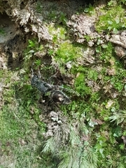 Ephutomorpha bicolorata